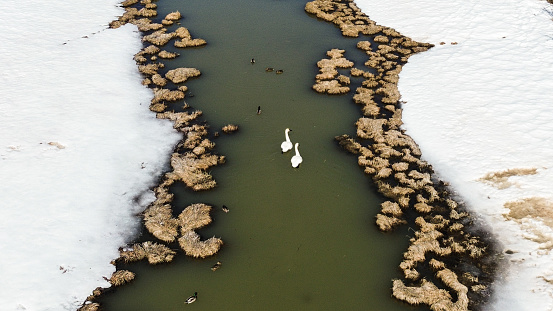 Swans have returned to Interior Alaska. These swans have migrated north for the summer months. They are a welcoming sight. These migratory birds show their beauty and grace as they make this stop along their path. They will feast here until the spring thaw waters recede.