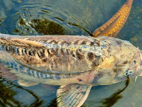 Underwater photo of The Catfish - Silurus Glanis. Biggest predatory fish in European lakes and river.