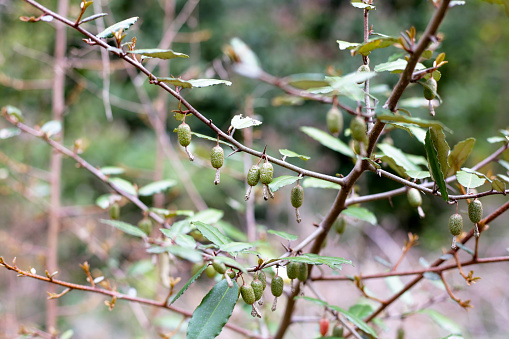 Fruits of elaeagnus pungens, Thorny-Olive