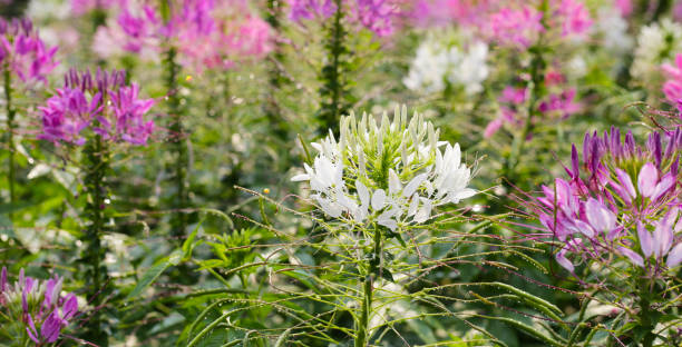 Cleome spinosa flower in the park
