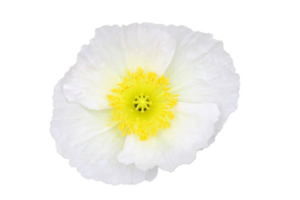 A macro photograph capturing the intricate details of a white Anemone flower's center covered in dew, conveying freshness and delicacy.