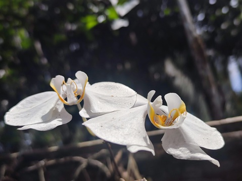 Phalaenopsis amabilis, commonly known as the moon orchid or angrek bulan, is a species of flowering plant in the orchid family Orchidaceae, native to the java indonesian