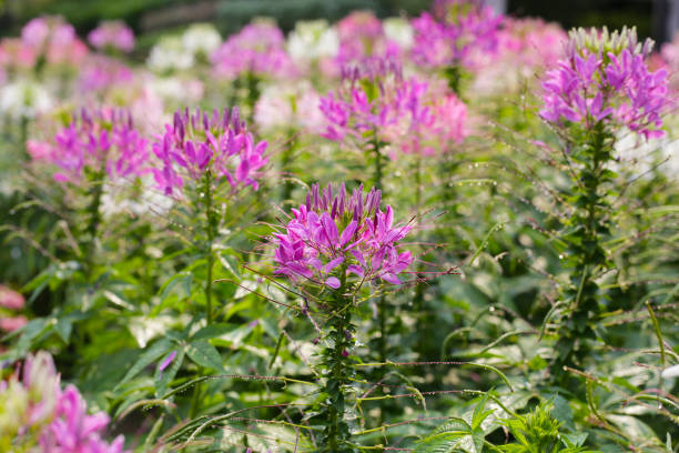 istock Cleome spinosa flower in the park 2149606763