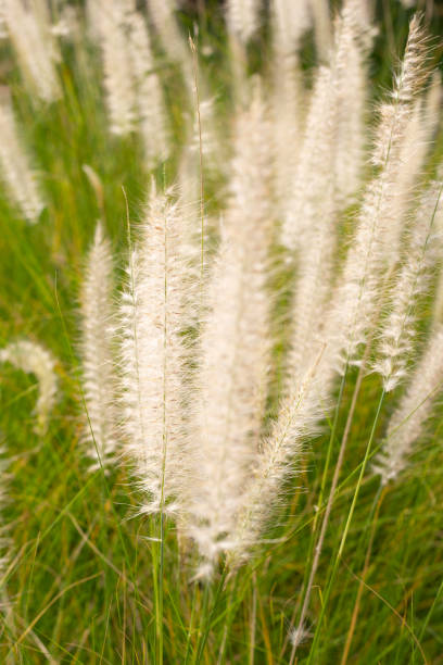 istock Fountain grass or pennisetum alopecuroides 2149606982