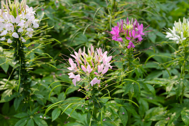 istock Cleome spinosa flower in the park 2149607206