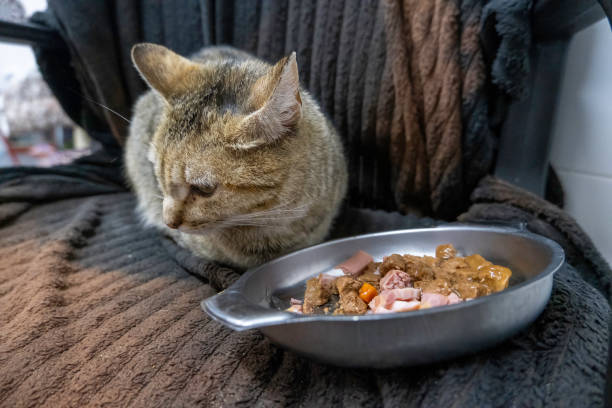 istock Abandoned cat in street 2149607305