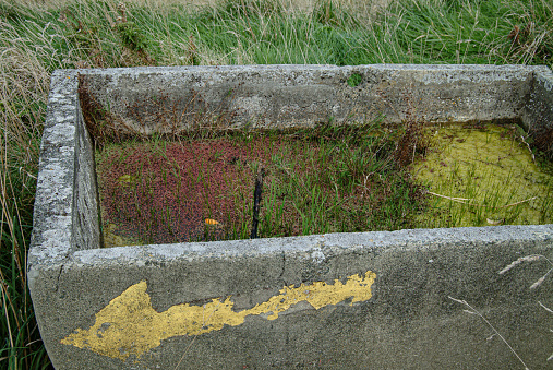Concrete trough with colourful weeds and yellow paint