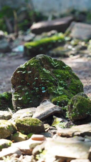 istock moss that grows abundantly on rocks in the yard 2149607475