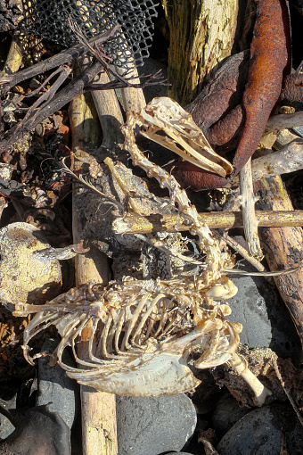 Skeleton of a seabird on rocky beach
