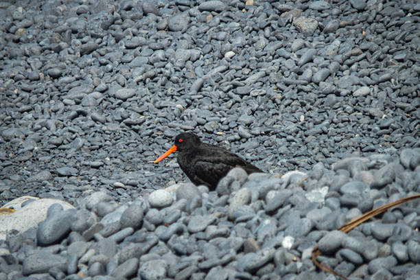 Black Oysters Catcher bird on grey pebble beach New Zealand