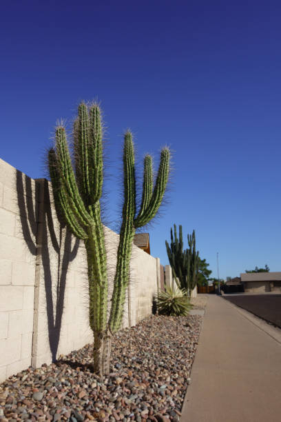 istock Argentine Toothpick or Stetsonia Coryne Cactus with tree-like appearance 2149608912