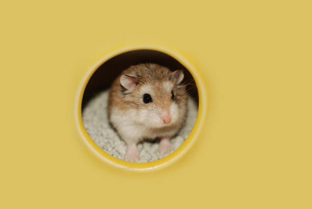 Roborovski hamster peeking through a hole Roborovski hamster peeking through a hole roborovski hamster stock pictures, royalty-free photos & images