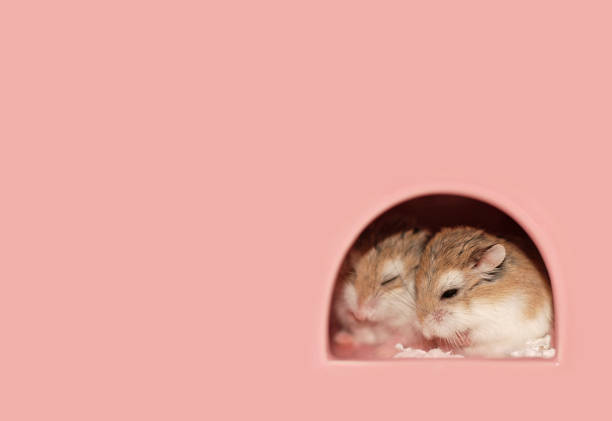 Roborovski hamster sisters snuggling and sleeping together Roborovski hamster sisters snuggling and sleeping together roborovski hamster stock pictures, royalty-free photos & images