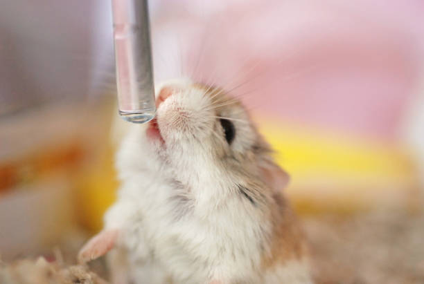 Adorable Roborovski hamster drinking water Adorable Roborovski hamster drinking water roborovski hamster stock pictures, royalty-free photos & images