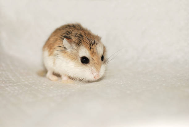 Roborovski hamster girl on white background Roborovski hamster girl on white background roborovski hamster stock pictures, royalty-free photos & images