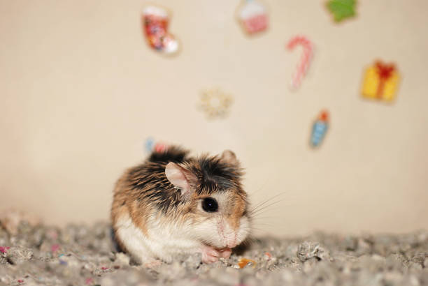 Portrait of a little cute mouse. Rodent.