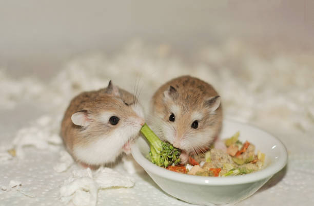 Roborovski hamster sisters sharing broccoli Roborovski hamster sisters sharing broccoli roborovski hamster stock pictures, royalty-free photos & images