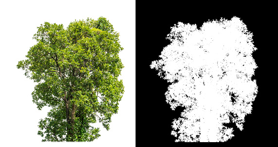 Single tree on white background with clipping path and alpha channel on black background.