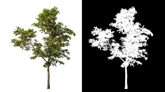Green tree isolated on white background with clipping path and alpha channel on black background.