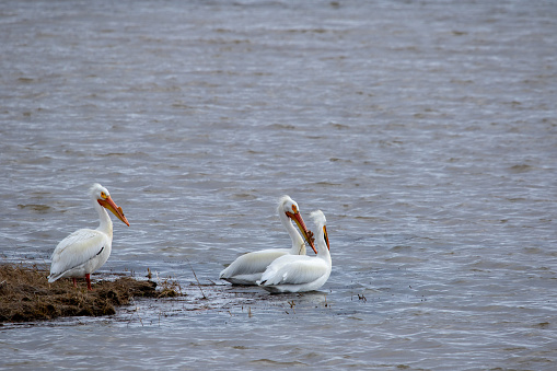 Photo of Pelicans in Montana