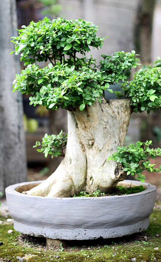 Streblus asper tree bonsai in pot.