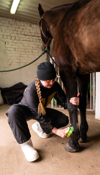 istock Person brushing horse's legs in stable 2149611168
