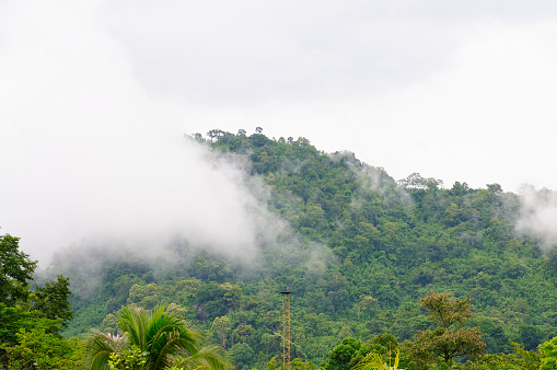 Clouds Covering the Trees in the Mountain