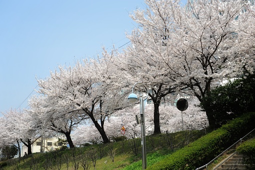 cherry blossoms in Busan