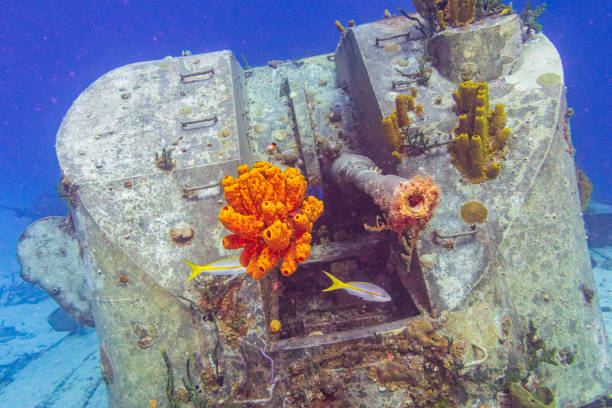 istock Coral Power on the M/V Keith Tibbets 2149611371