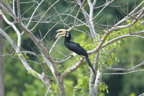 istock Oriental Pied Hornbill 2149612173