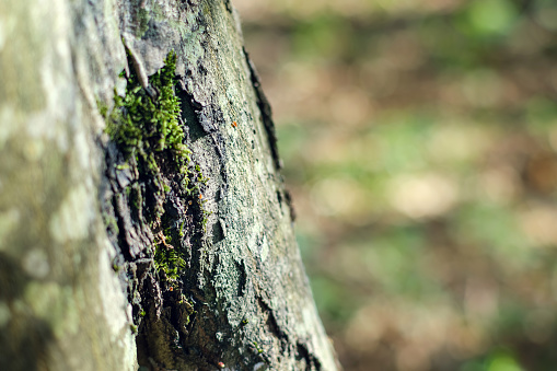 Focus on the textured patterns of a moss-covered tree trunk in a forest. Tree trunks and blurred focus. blurry forest scenery on background.
