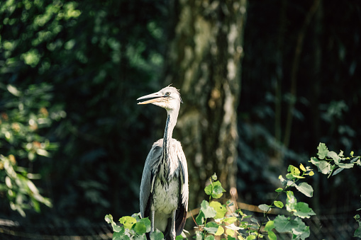 A heron stands tall amongst the greenery, its grey plumage blending with the wild environment.