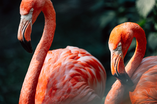 A pair of flamingos in an intimate moment, their vibrant colors tell tales of avian bonding.