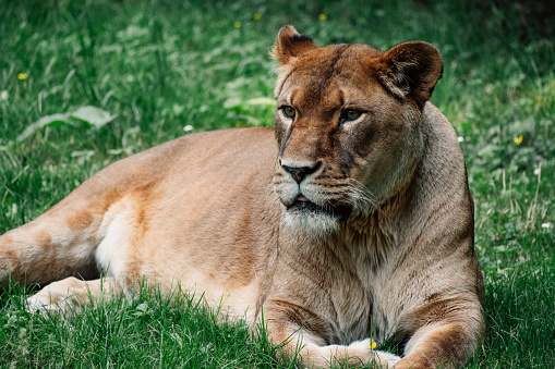 Serene yet observant, the lioness lies in the grass, exuding elegance and wild grace.