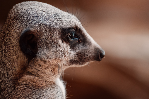 Close-up of a meerkat, its fur details and vigilant eyes speak volumes of its sentinel life.