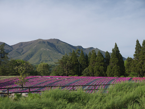Kyushu countryside nature landscape and purple lavender flowers field with mountains in background