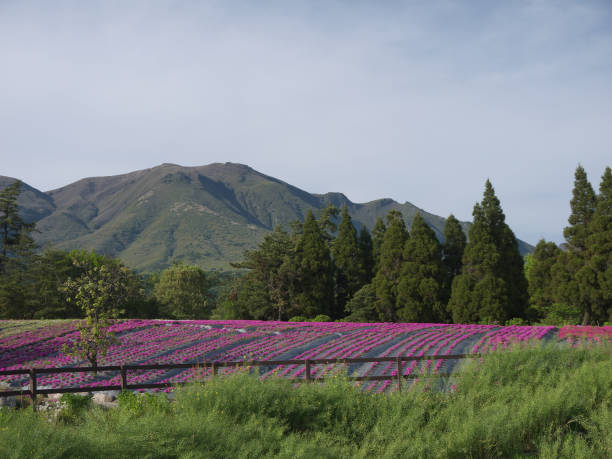Purple pink lavender flowers field Kyushu countryside nature landscape and purple lavender flowers field with mountains in background taketa photos stock pictures, royalty-free photos & images