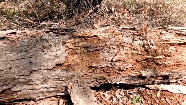 Decaying Log Over Time