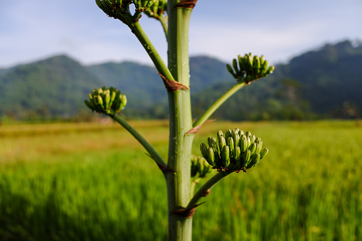 A agave americana flower buds, with natural hill and rice fields blur background, stock photo.