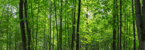 istock green deciduous forest in summer time. mixed forest at sunny day. panoramic landscape. 2149614498