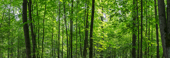 green deciduous forest in summer time. mixed forest at sunny day. panoramic landscape.