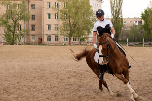 Horse's face portrait with a person riding it.