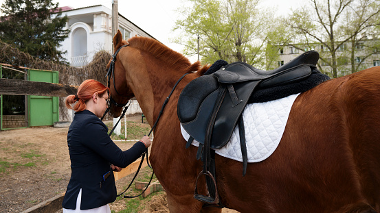 Equestrian tending to saddled horse, outdoor setting.  Female jockey in uniform. Equestrian sport. Horseback riding school