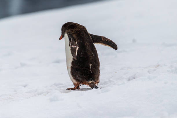 istock Gentoo colony at Danco Island 2149614959
