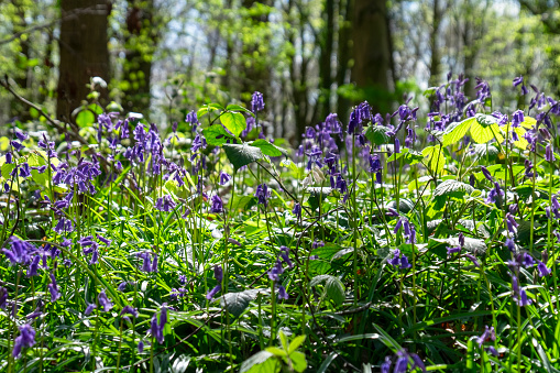 Bluebells In A Woodland Scene In The Cotswolds, England