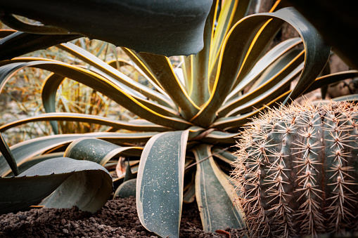 Barrel Cactus growing in an arid garden.