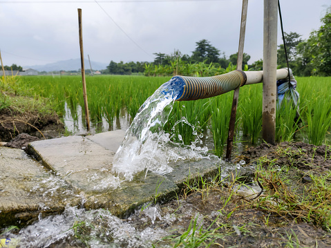 Irrigation of rice fields using pump wells with the technique of pumping water from the ground to flow into the rice fields. The pumping station where water is pumped from a irrigation canal system
