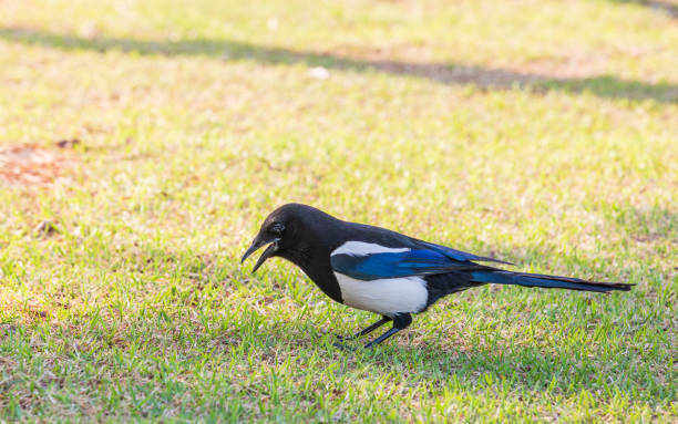 istock Eurasian magpie on the grass. common magpie, Pica pica 2149616438