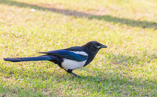 Eurasian magpie on the grass. common magpie, Pica pica