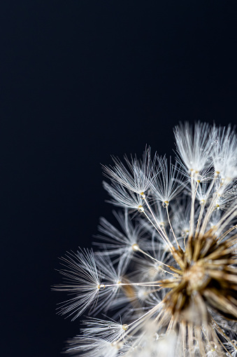 Macro shot of dandelion seeds with water droplets, black background, soft selective focus.